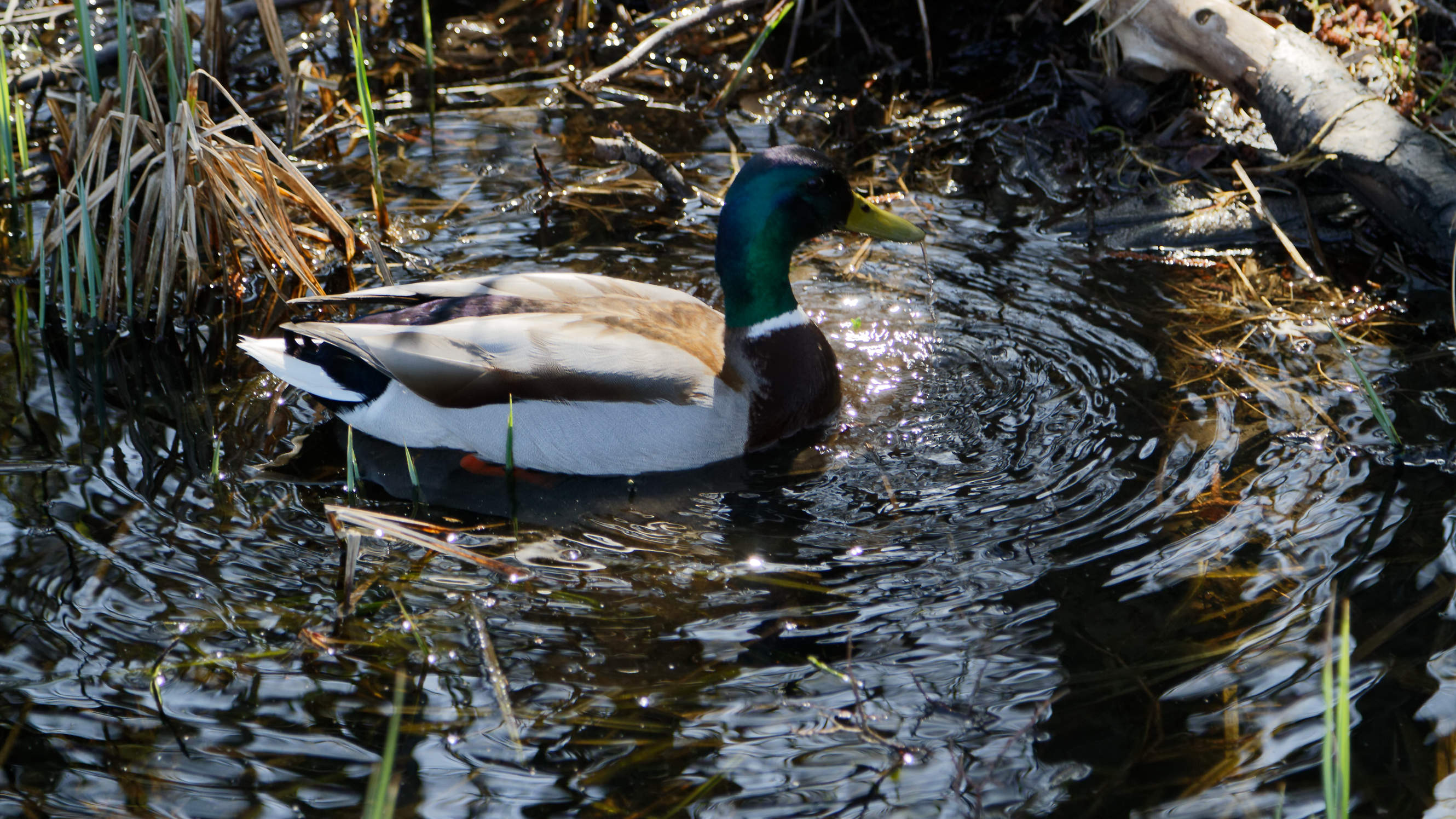 20210420 Lyngby Sø 63